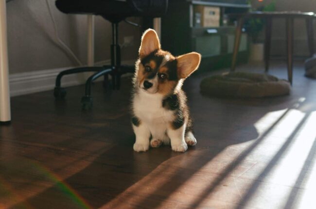Top Of Texas Corgi Rescue