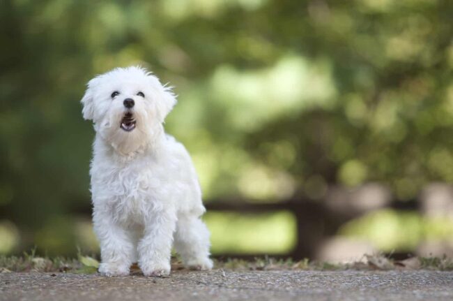 Maltese Rescue Of OKC.