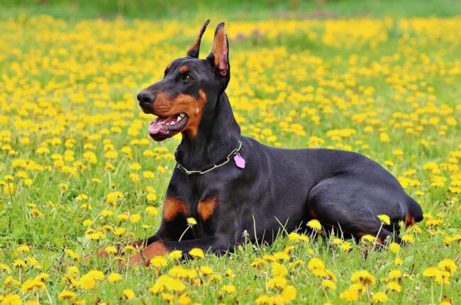 Desert Harbor Doberman Rescue (DHDR) – Arizona
