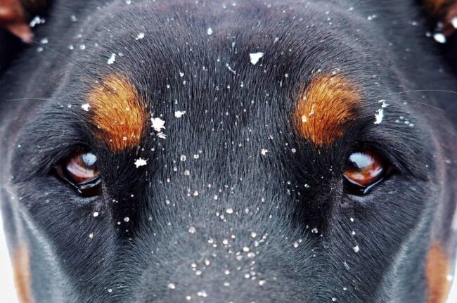The Ethical Choice of Adopting a Doberman