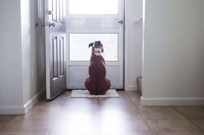 Welcoming Your Rescue Dog into Their New Home: A Guide to a Smooth Transition