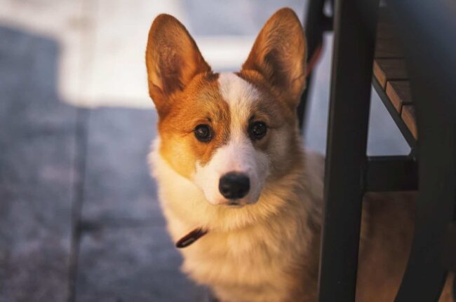 Forpaws Corgi Rescue