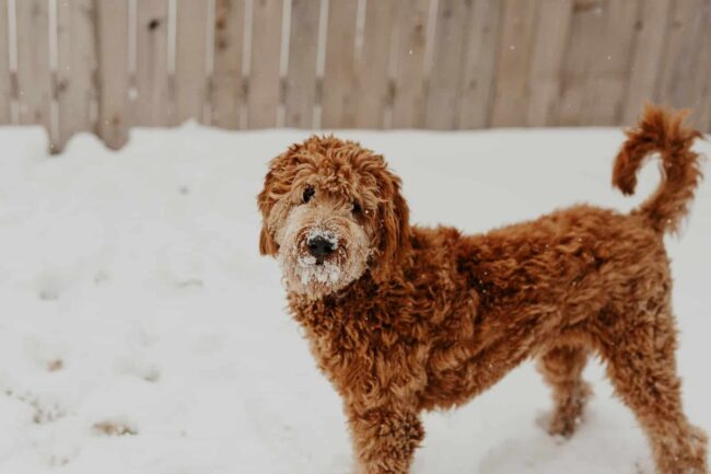 Texas Goldendoodles Rescue