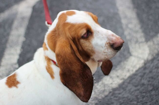 All Bassets Cherished Basset Hound Rescue, Inc. (ABCBHR) New York