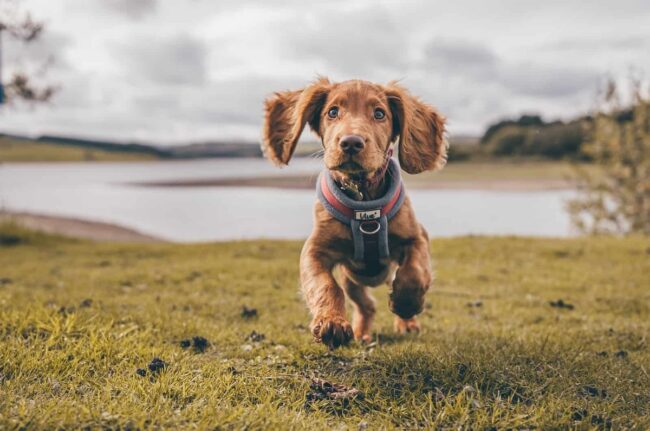 Inspiring Rescue Dog Quotes: Heartfelt Sayings About Adoption