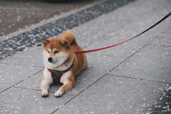 Shiba Inu Rescue of Texas (SIRTx) - Texas