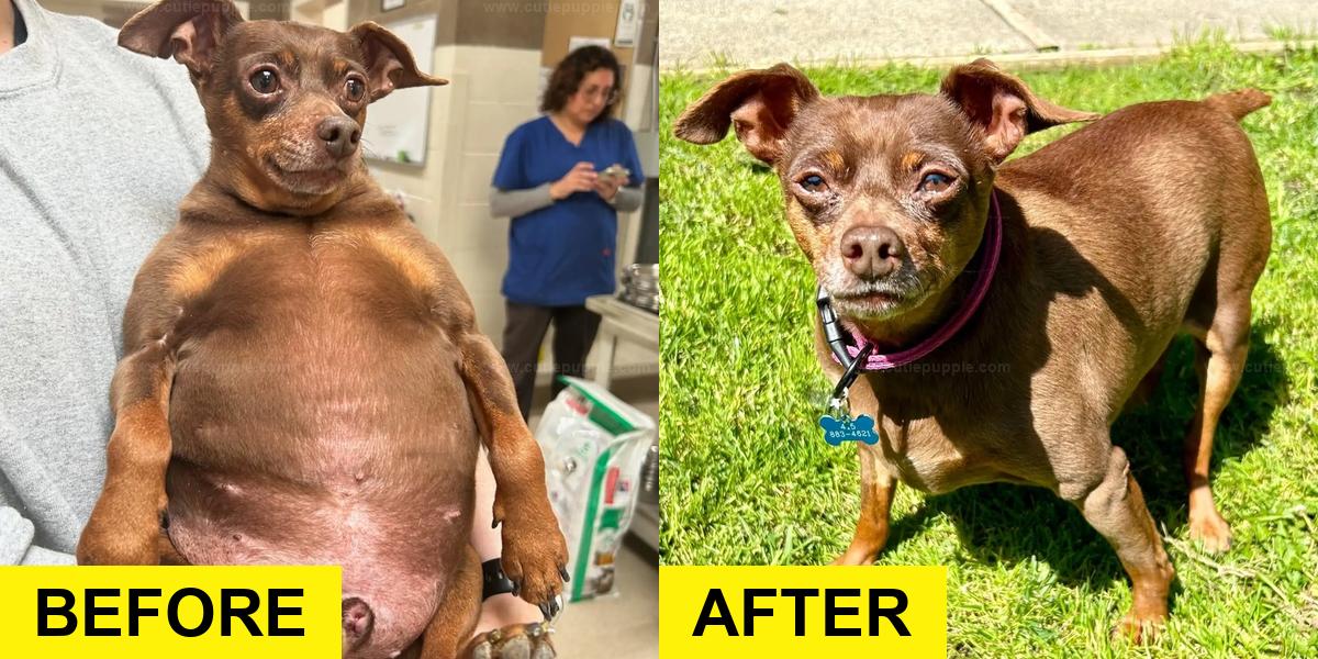 Chubby Pup Becomes Shelter Star