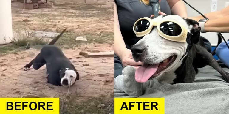 Two-Legged Dog’s Story Revealed
