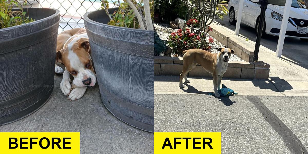 Stray Dog Finds Comfort in Toys