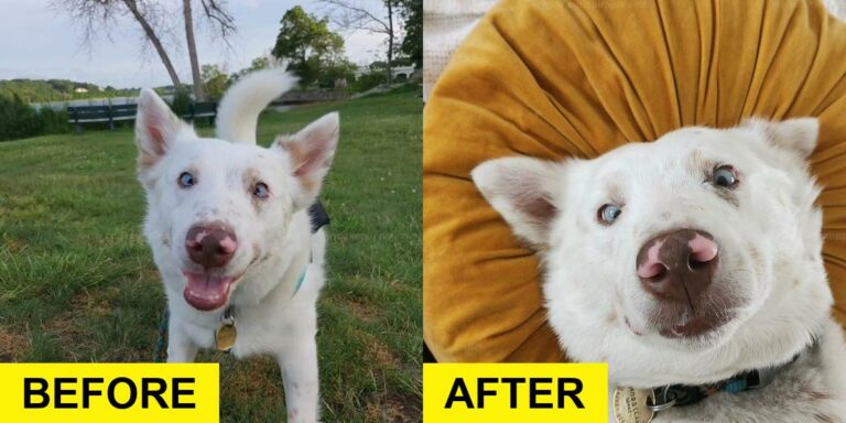 Family Adopts Deaf Dog and Discovers His Unique Habit