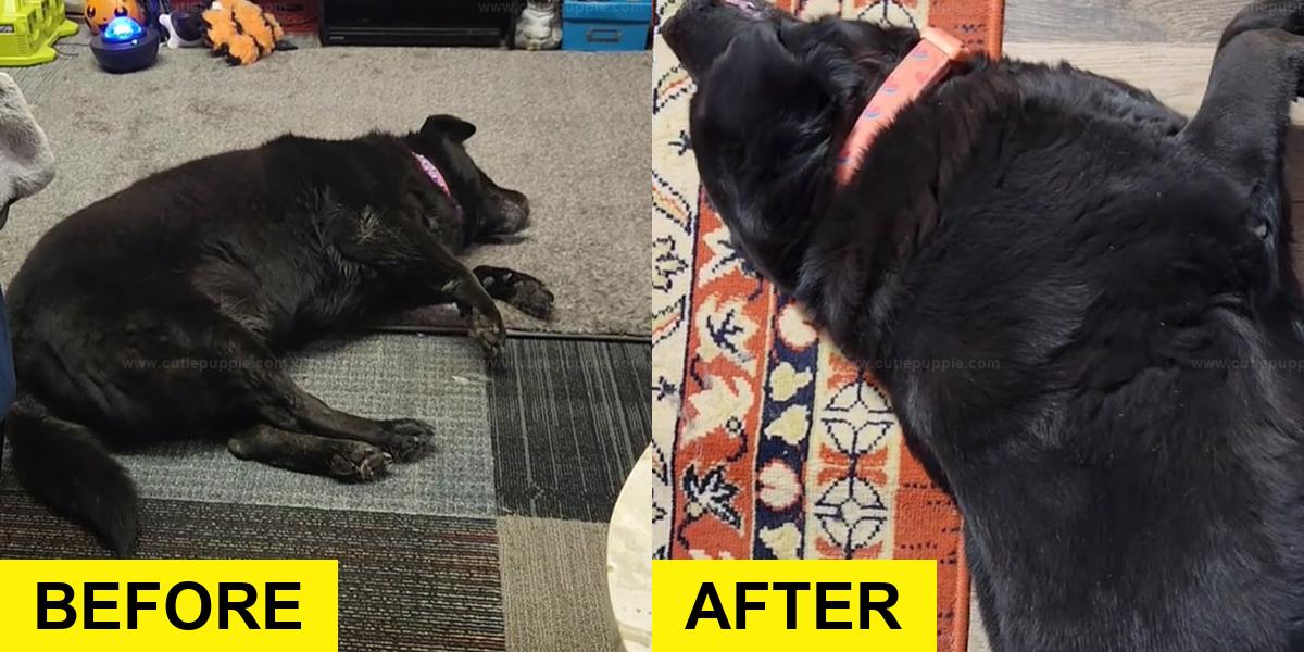 Sweet 15-Year-Old Dog Saved from Ohio Cat Shelter