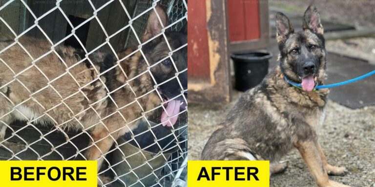 Retired Service Dog Found in Cage