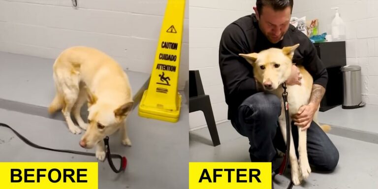 Terrified Dog Trusts Rescuer’s Gentle Approach