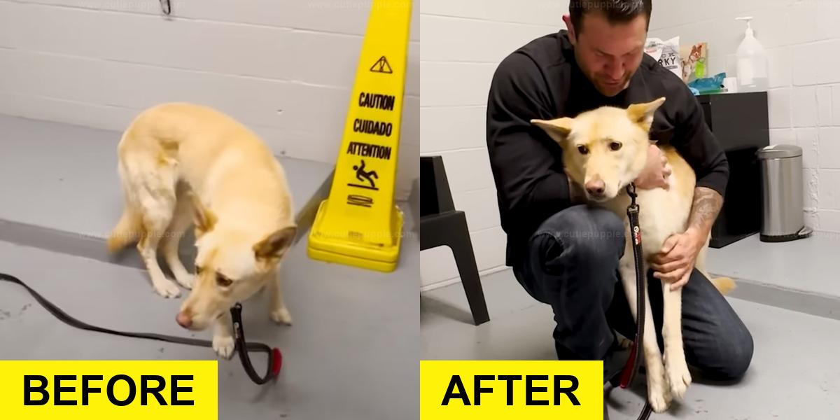 Terrified Dog Trusts Rescuer’s Gentle Approach