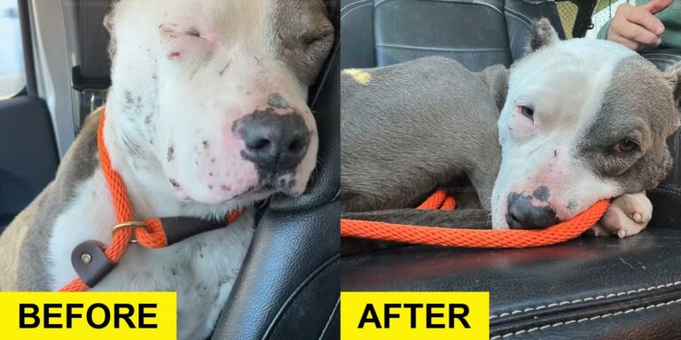 Injured Dog Covered in Bite Wounds Saved