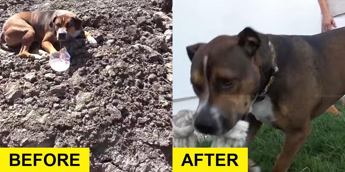 Abandoned Dog at Construction Site Gets Rescued